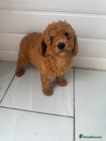 Miniature Poodle dogs - Advert 6