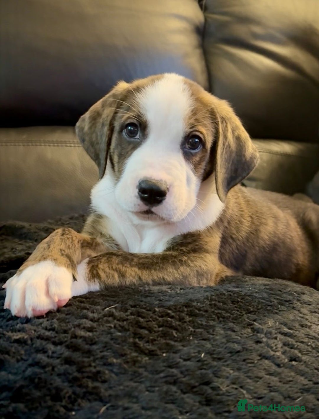 Mixed Breed dogs for sale: American Bulldog X Bernese mountain Dogs  - Image 29