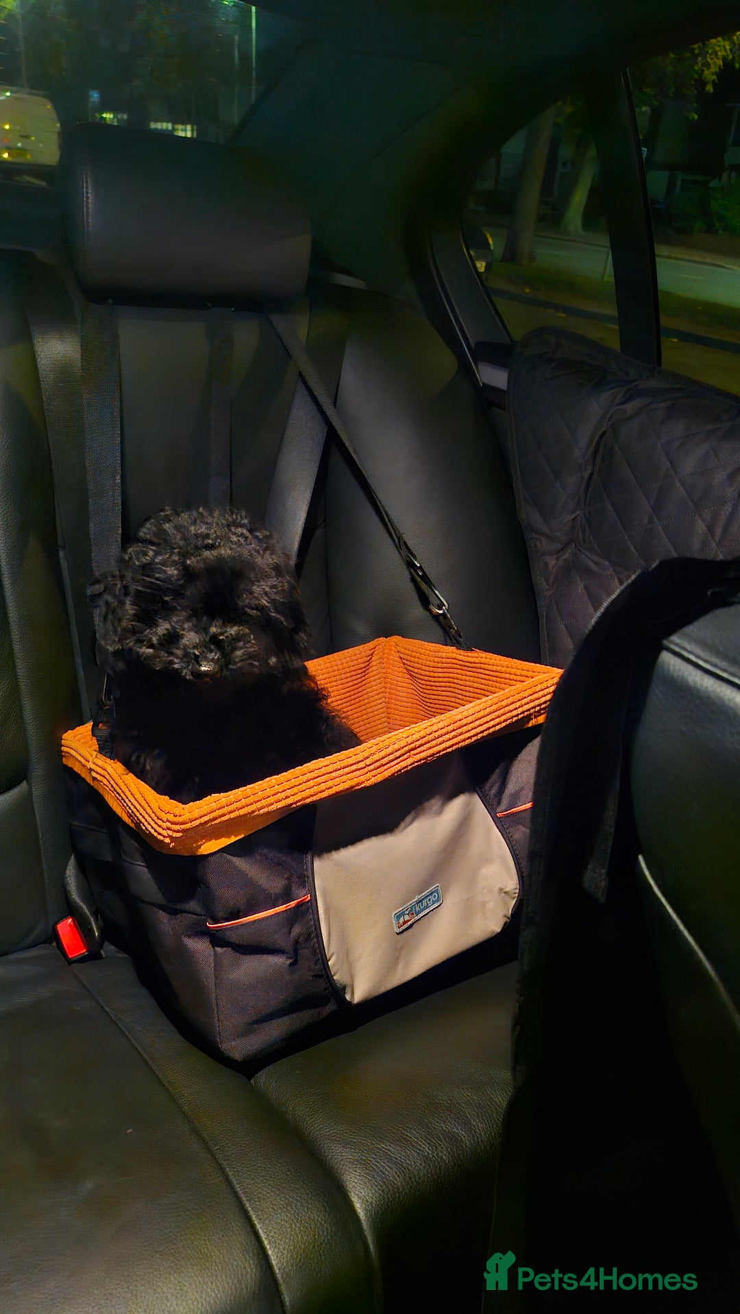 Cockapoo dogs for sale: Beautiful Black Cocapoo Boy - Advert 8