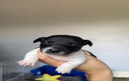 Jack Russell dogs for sale: Jack russell pups - Image 5