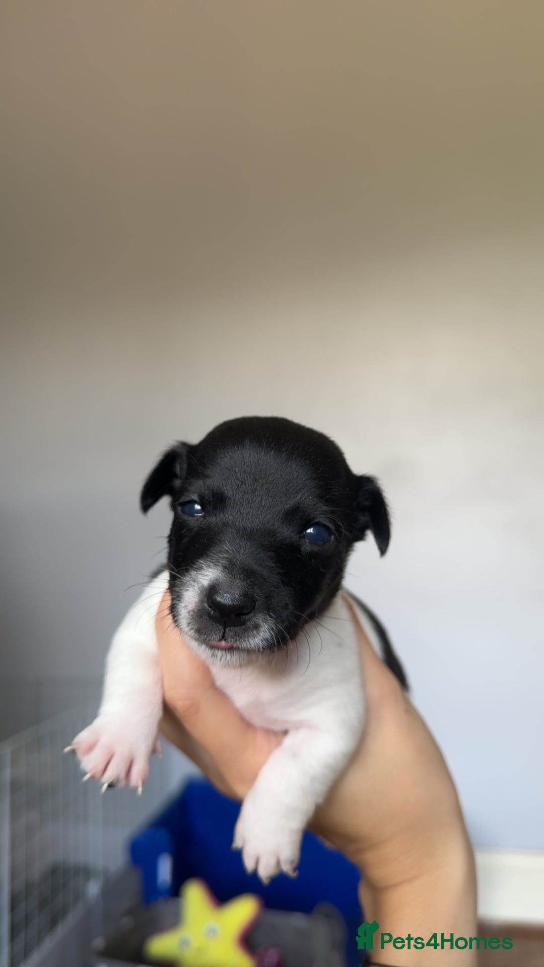 Jack Russell dogs for sale: Jack russell pups - Image 5