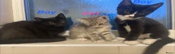 Mixed Breed cats for sale: Beautiful MixBreed Kittens  - Advert 1