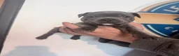 Staffordshire Bull Terrier dogs for sale: CH/KC Staffordshire Bull Terriers  - Advert 4