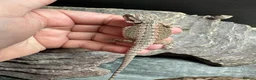 Gecko reptiles for sale: Lizards for rehome  - lot to choose from  - Advert 14