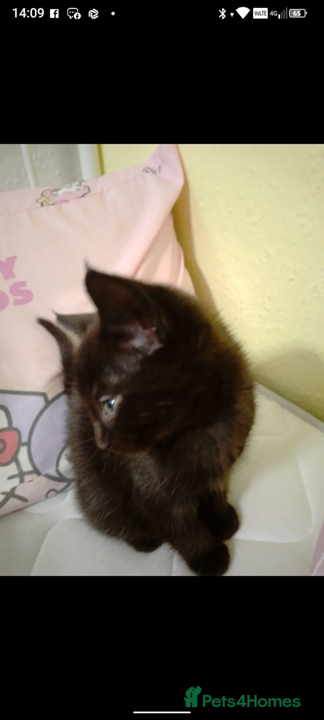 Mixed Breed cats for sale: Kittens for sale £70 each  - Advert 2