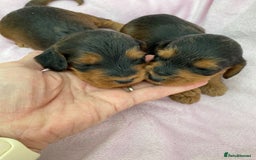Cockapoo dogs for sale: F1 Cockapoo Puppies  - Image 2