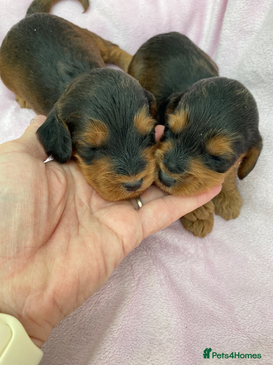 Cockapoo dogs for sale: F1 Cockapoo Puppies  - Image 2
