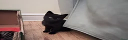Bombay cats for sale: Kittens  - Advert 2