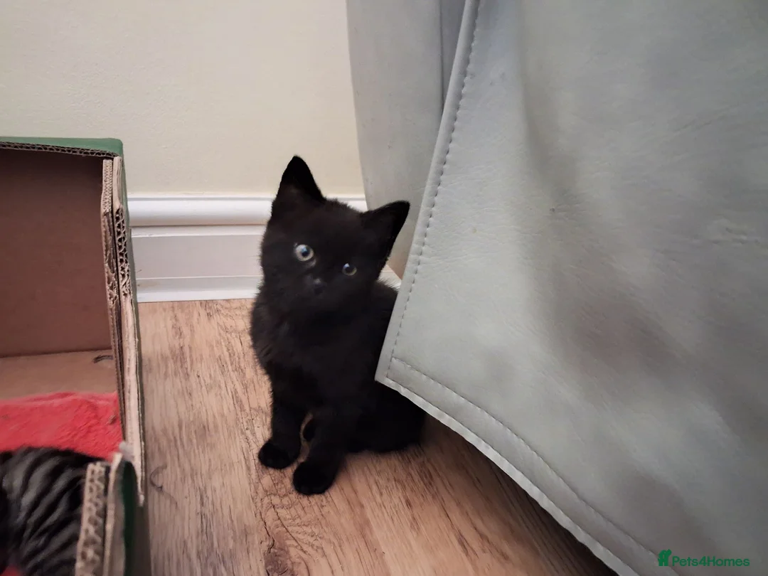 Bombay cats for sale: Kittens  - Advert 2