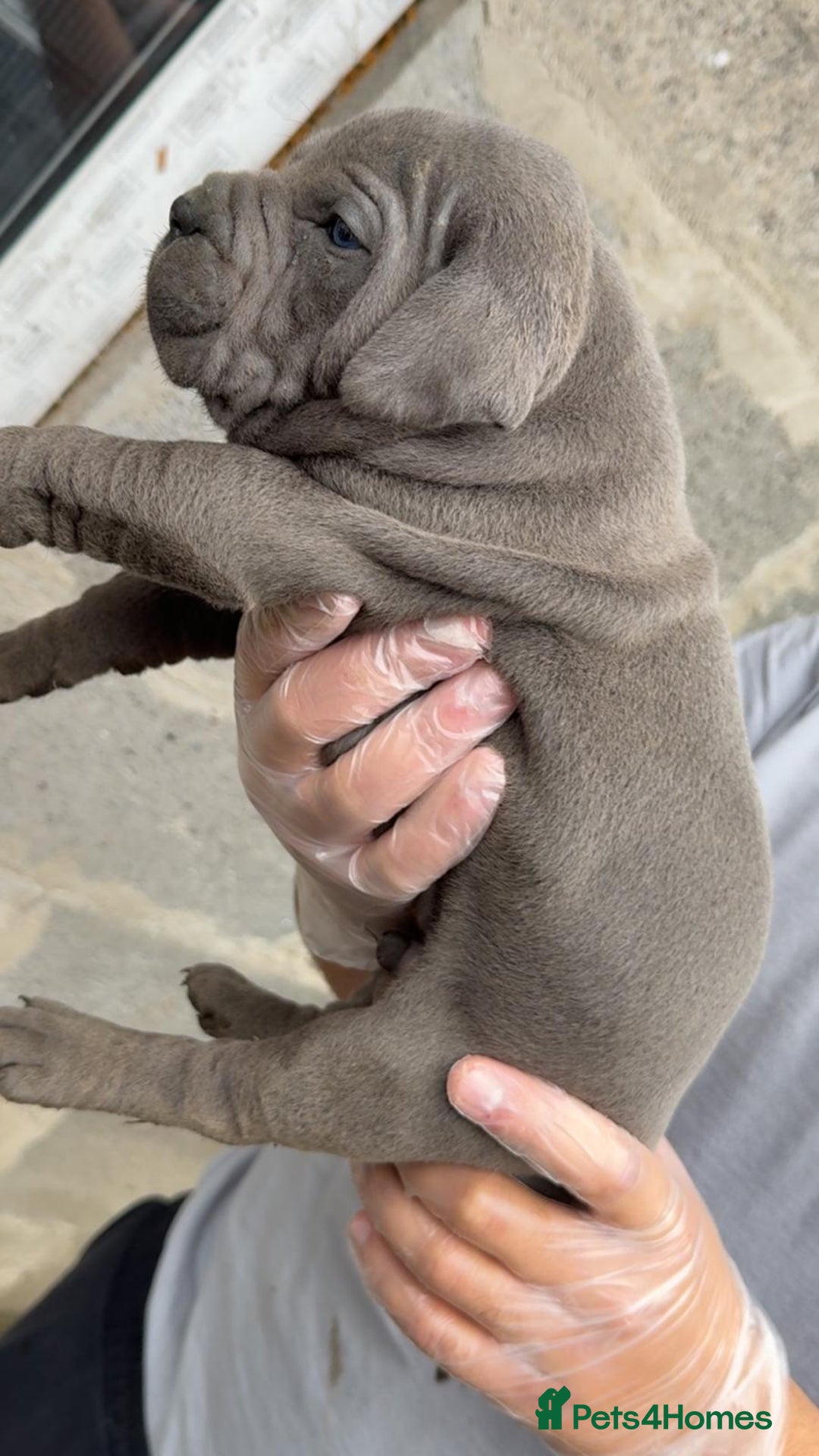 Cane Corso dogs for sale: Top Quality Purebred 8 Blue Cane Corso Puppies  - Advert 9