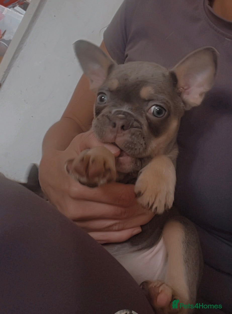 French Bulldog dogs for sale: Quality French bulldog puppies pet price in Dronfield - Advert 20