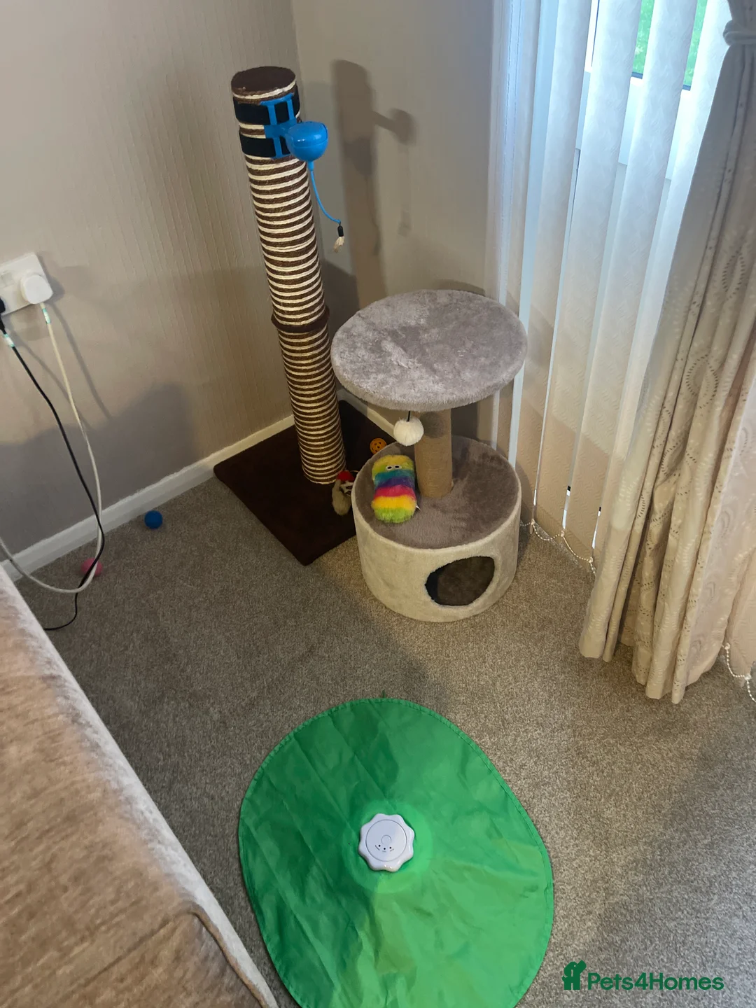 British Shorthair cats for sale: Emergency home - Advert 3