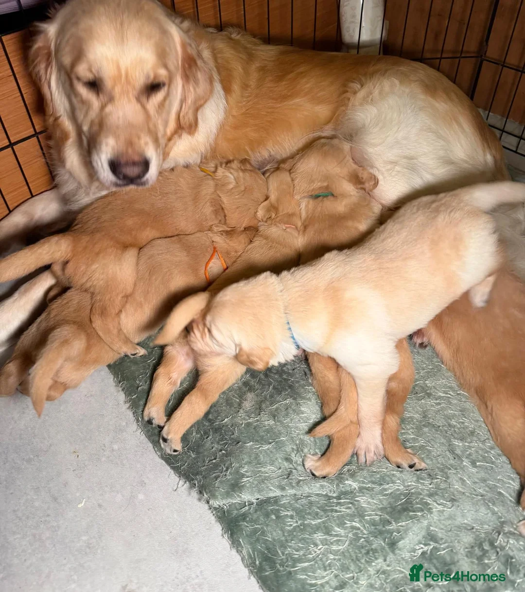 Golden Retriever dogs for sale: Golden retriever puppies, ready now.  in Torquay - Advert 1