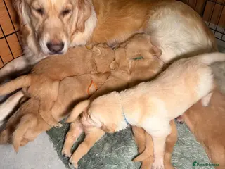 Golden Retriever dogs Golden retriever puppies, ready now. in Torquay - Advert 18