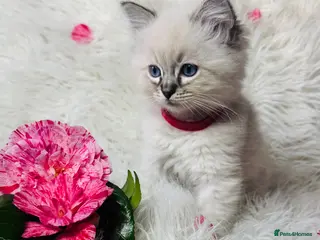 Ragdoll cats Pure Ragdoll Seal/blue point Lynx kittens - Advert 9
