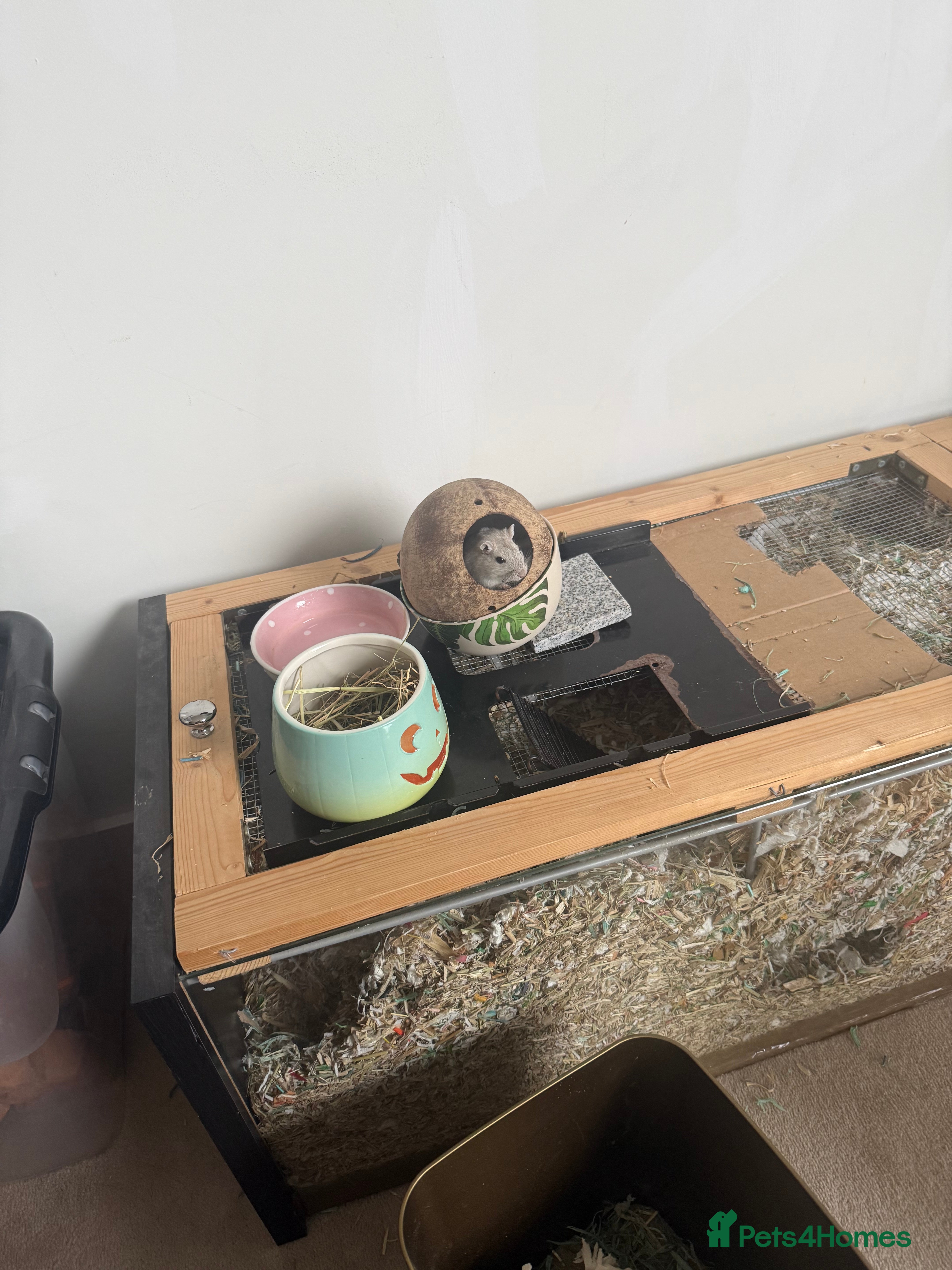 Gerbil rodents Two Male Gerbils 6 months old - Advert 14