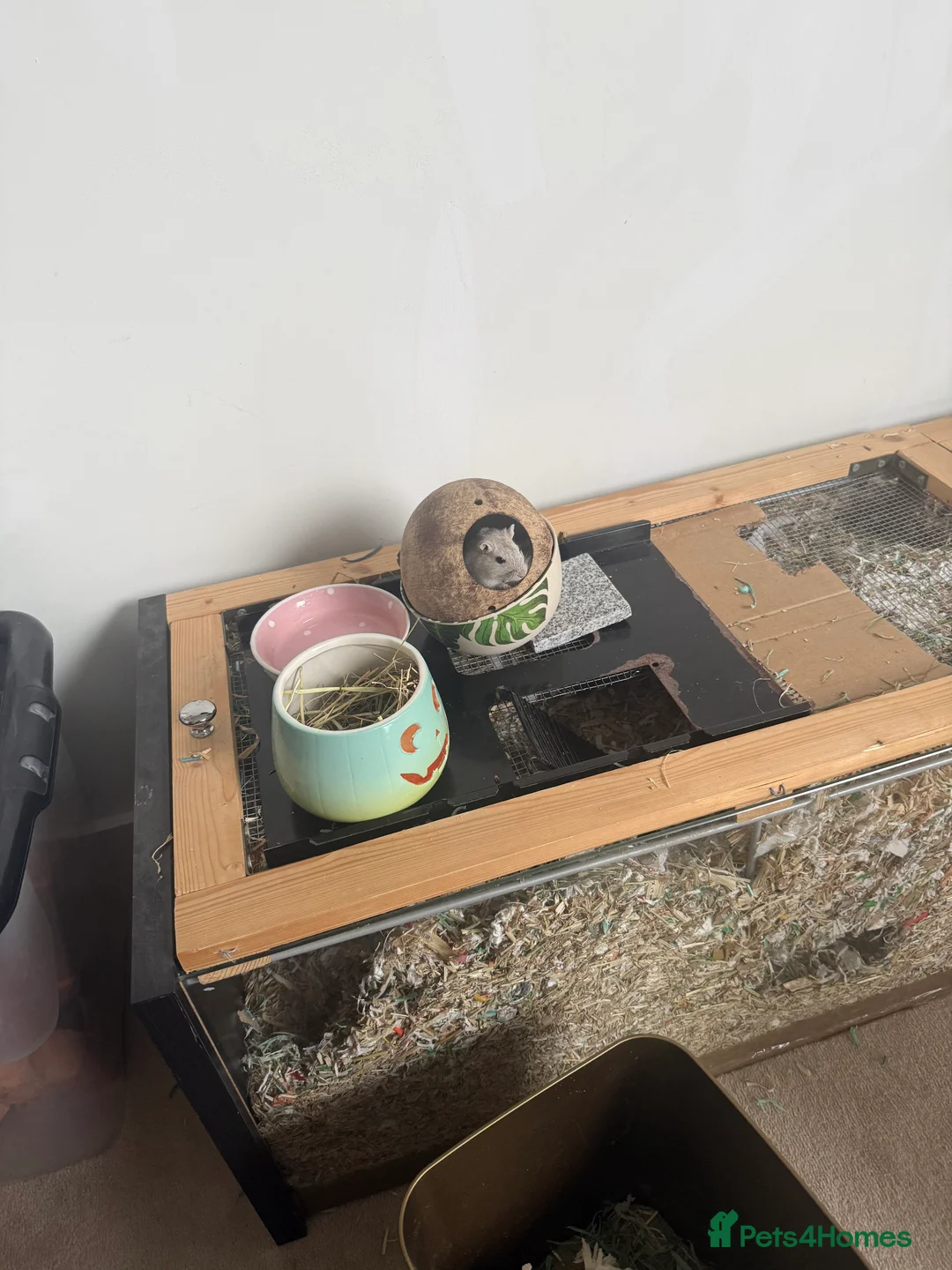 Gerbil rodents for sale: Two Male Gerbils 6 months old in London - Advert 1