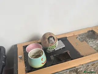 Gerbil rodents Two Male Gerbils 6 months old - Advert 14