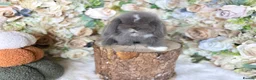 Mini Lop rabbits for sale: MINI LOPS | PEDIGREE  - Advert 9