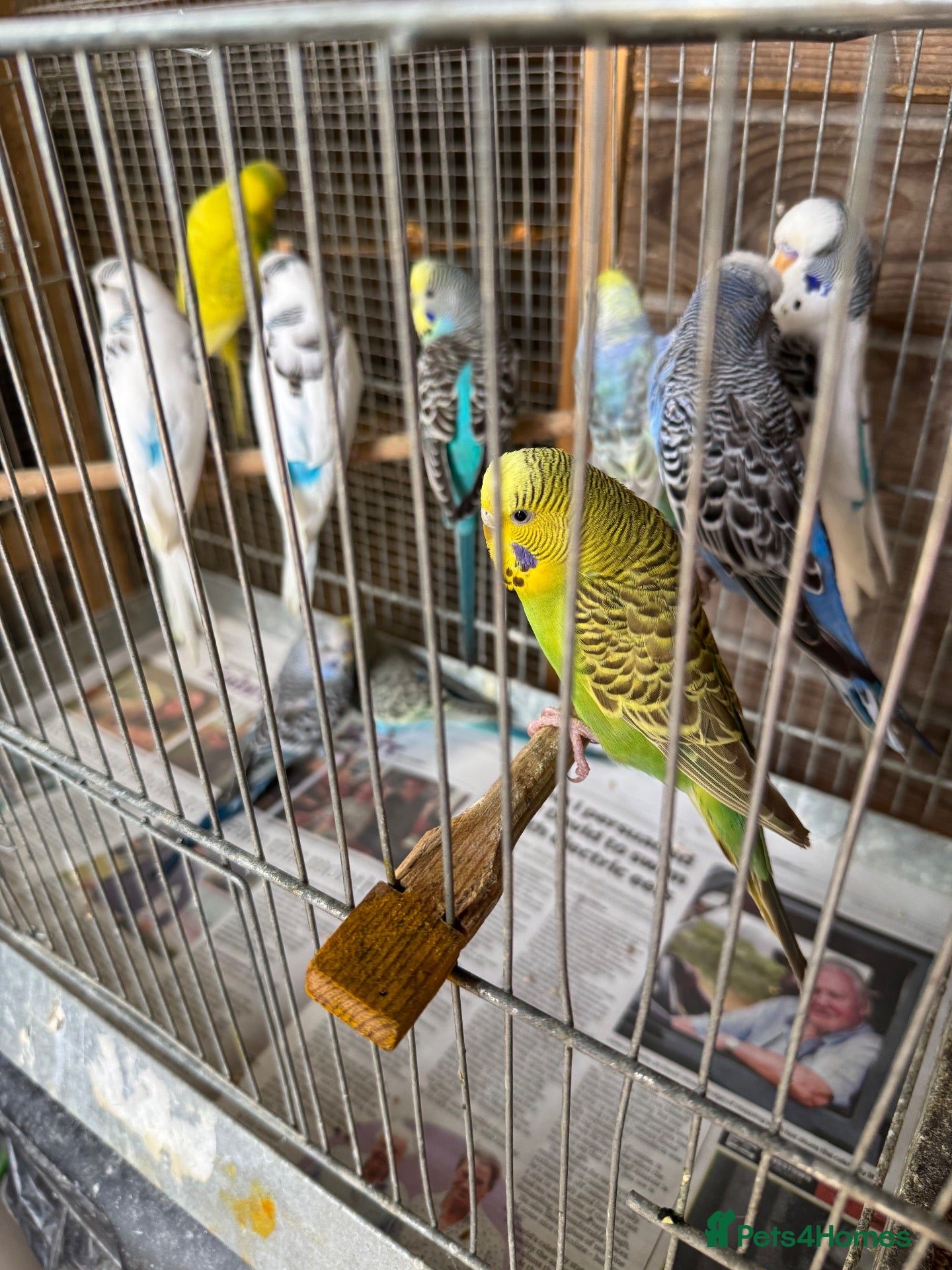 Cockatiels birds Cocktail and Budgies for sale - Advert 18