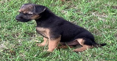 Border Terrier dogs - Advert 8