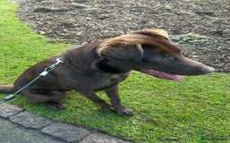 Mixed Breed dogs for sale: Chocolate labrador x Welsh collie, 1 year old  - Image 3