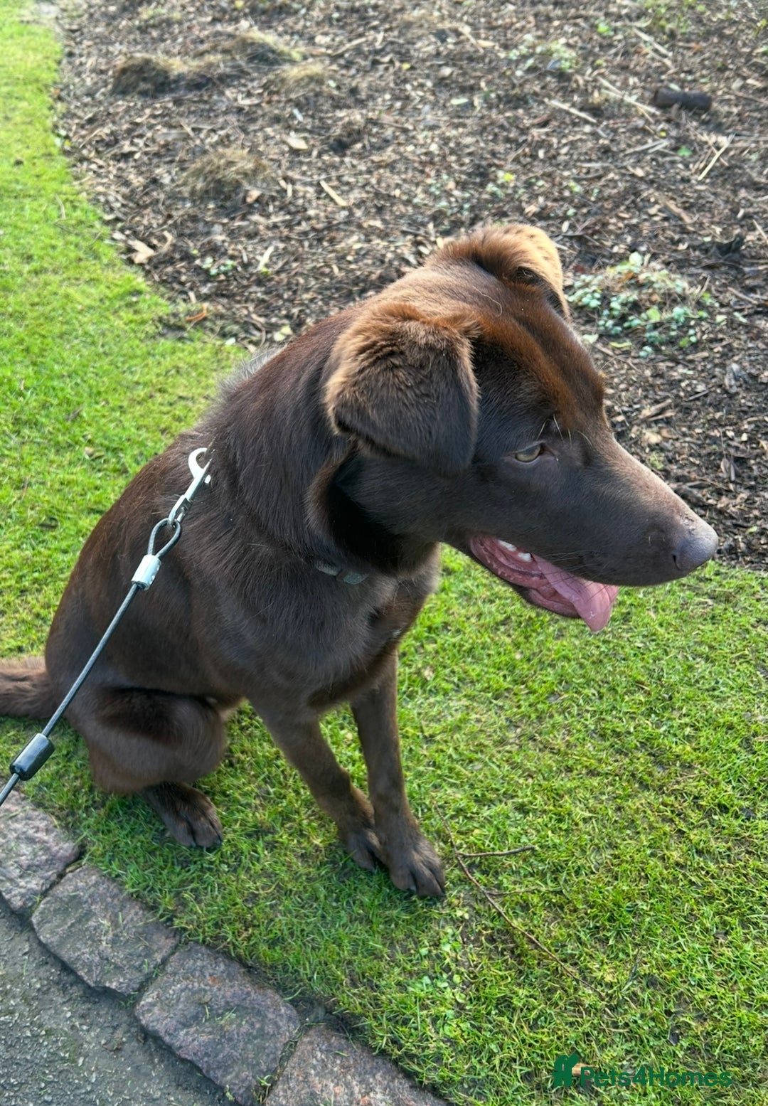 Mixed Breed dogs for sale: Chocolate labrador x Welsh collie, 1 year old  - Image 3