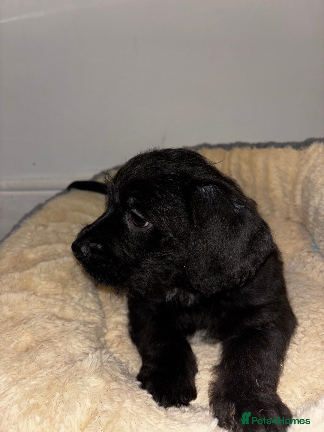 Mixed Breed dogs for sale: Stunning Cockerpoo x cavalier King Charle spaniel  - Advert 11