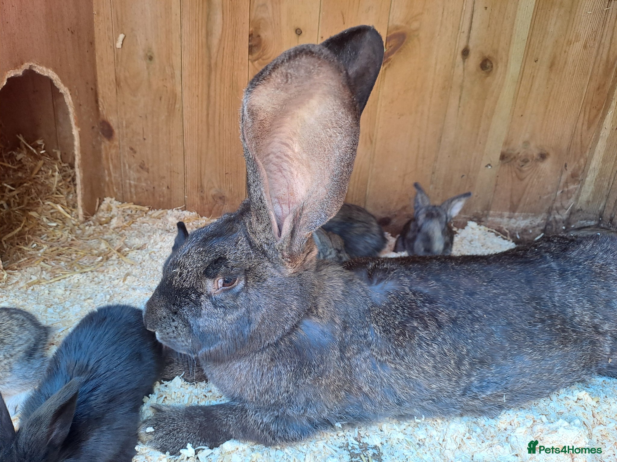 Continental Giant rabbits 10KG, Brc, show quality kits. MASSIVE  - Advert 11