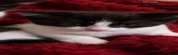 Mixed Breed cats for sale: 4 BEAUTIFUL KITTENS READY FOR FOREVER HOMES - Advert 3