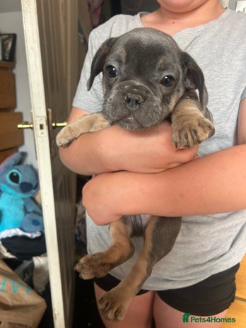 French Bulldog dogs - Advert 2