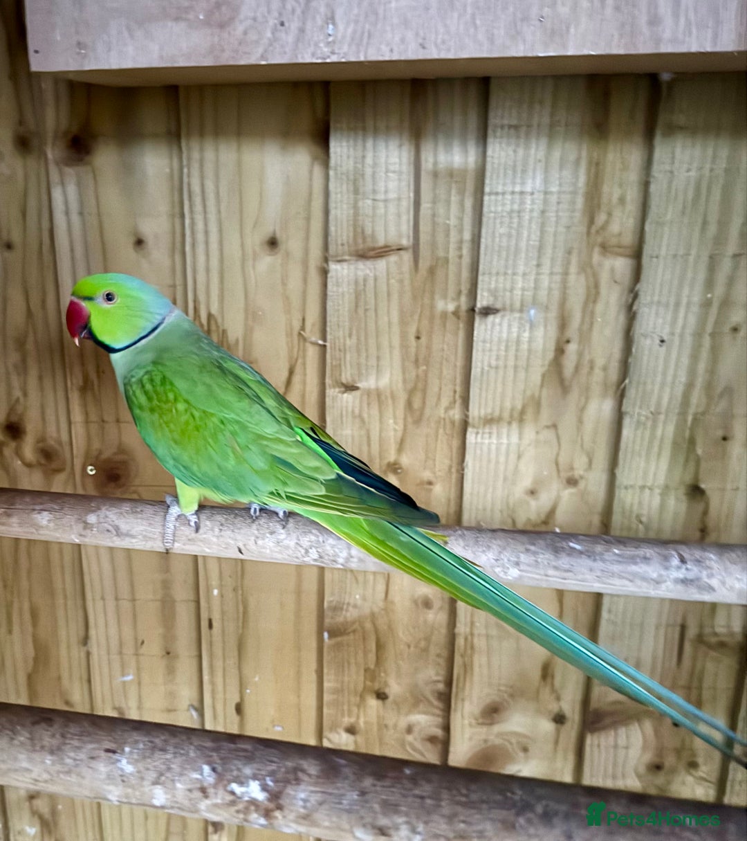 Ringnecks birds for sale: Male Green Ringneck Parakeet  - Advert 1