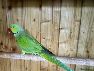 Ringnecks birds Male Green Ringneck Parakeet - Advert 12