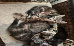 Mixed Breed cats for sale: Bengal cross kittens - Image 2