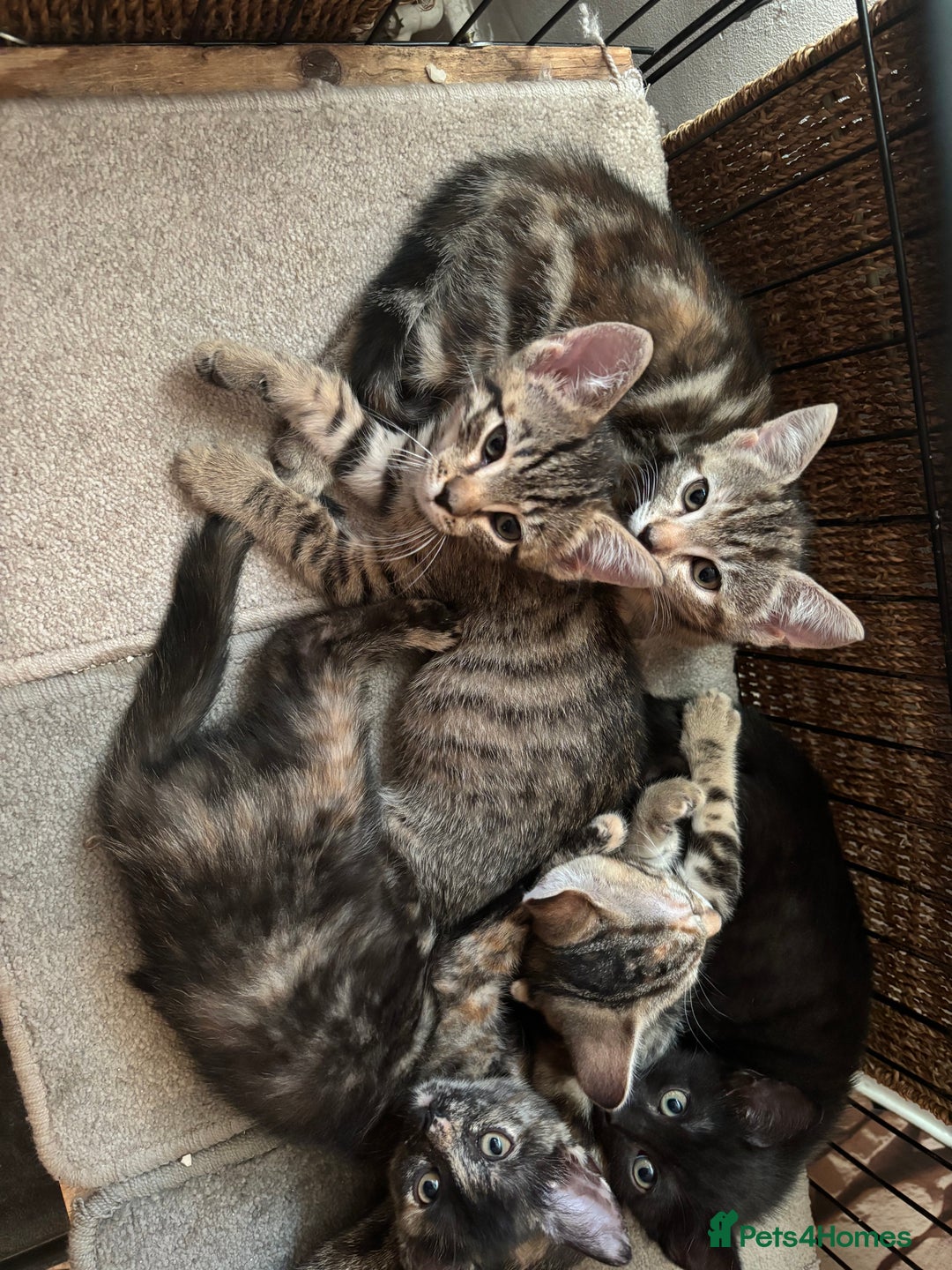 Mixed Breed cats for sale: Bengal cross kittens - Image 2