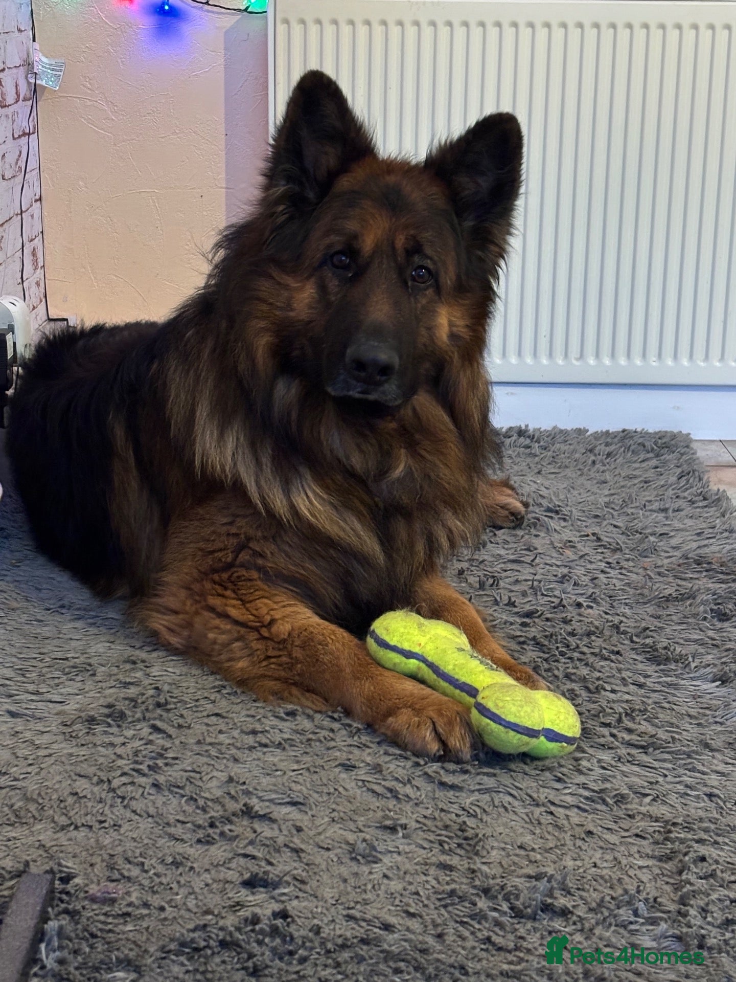German Shepherd dogs GSD MALE 4yrs old💙🐾(2022)Longhair/Double Coated  - Advert 1