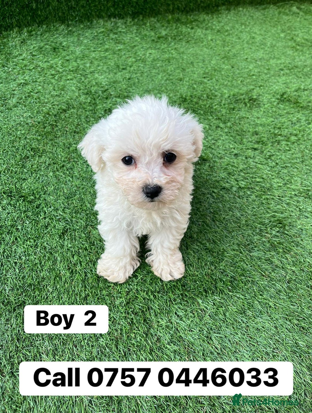 Poodle dogs for sale: Poodles pups for forever home - Image 7