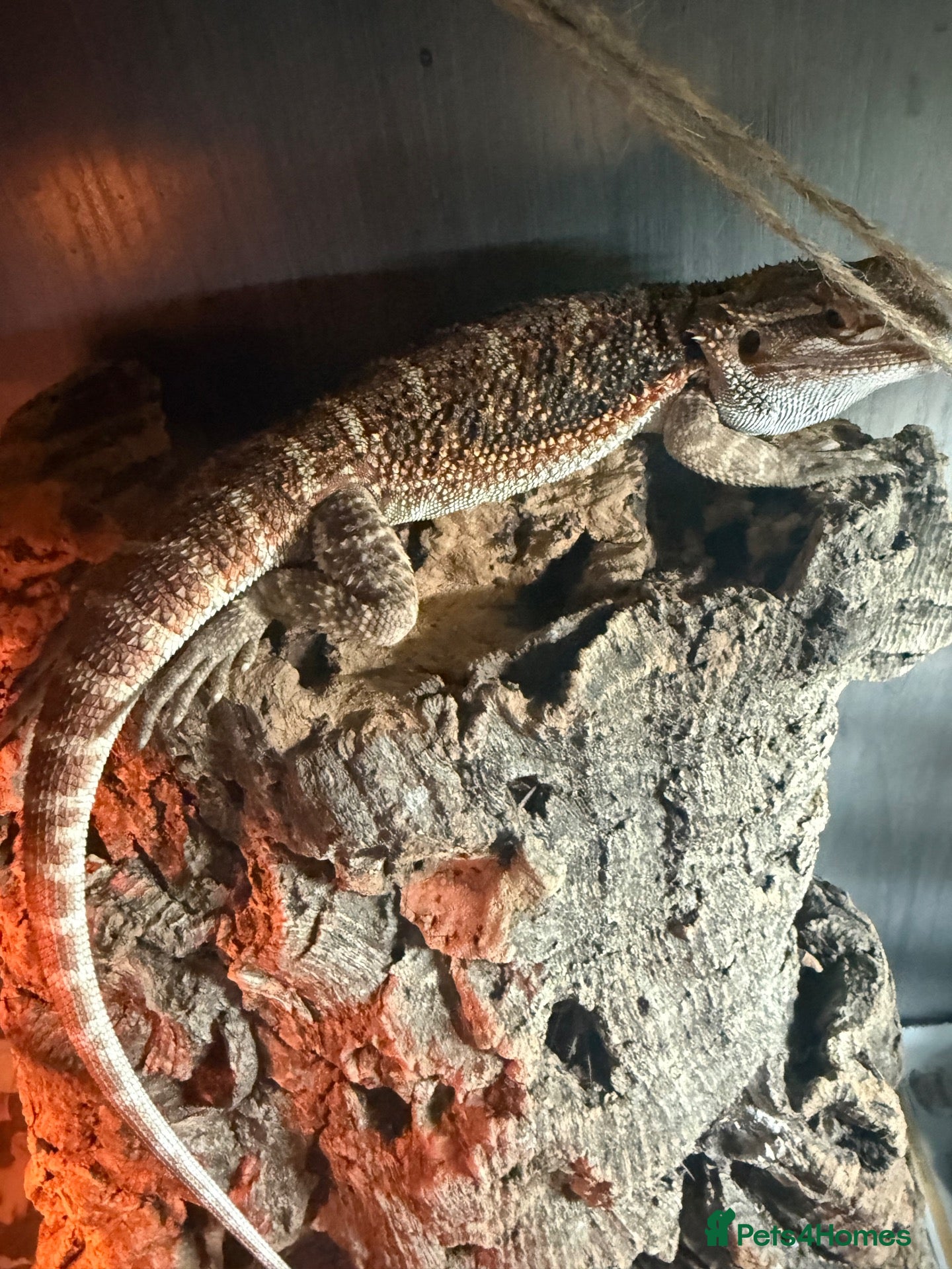 Bearded Dragon reptiles for sale: Baby Bearded Dragons - Advert 1