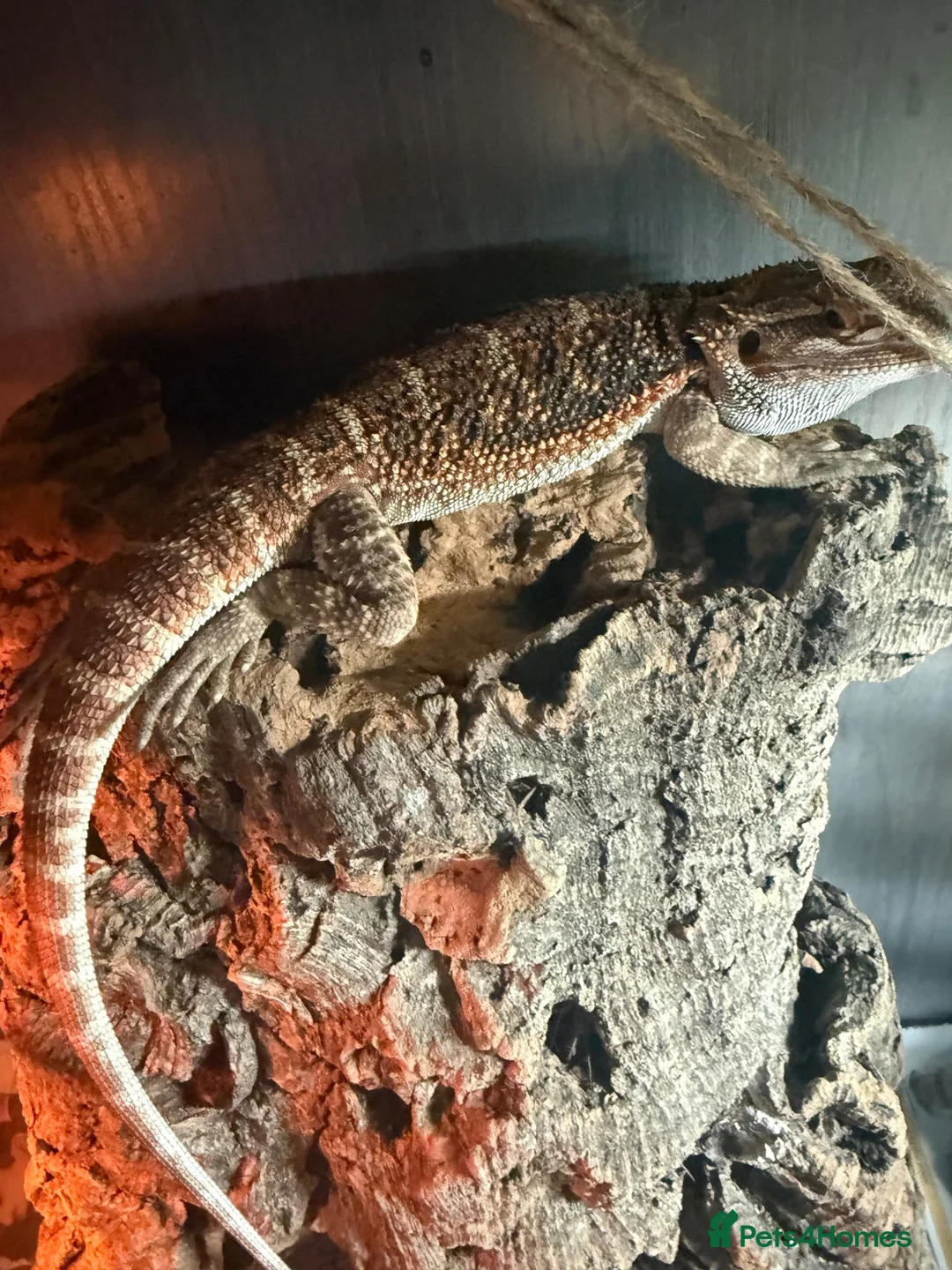 Bearded Dragon reptiles for sale: Baby Bearded Dragons - Advert 1