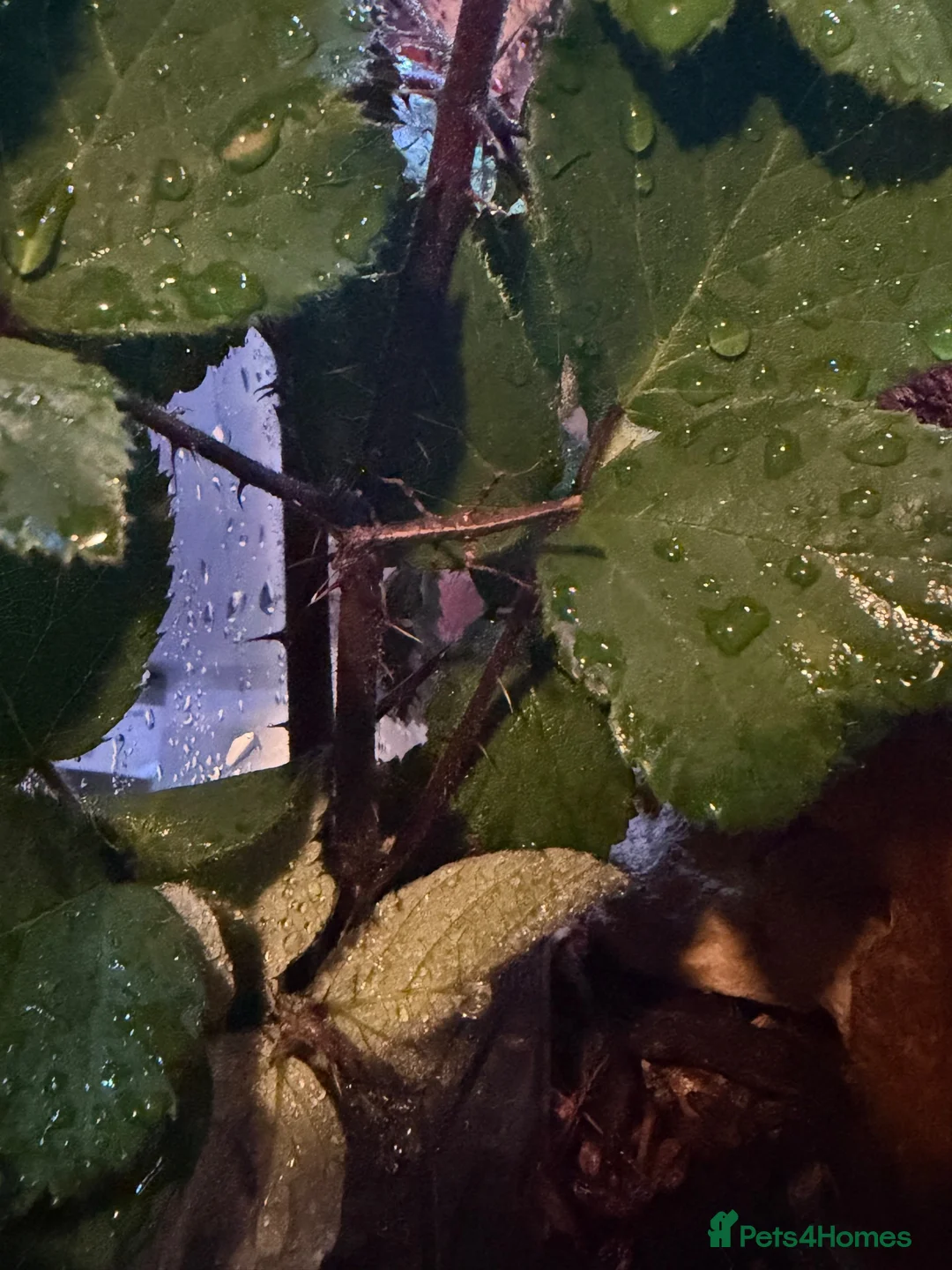 Stick Insects invertebrates for sale: Sunny Stick Insects - Advert 2