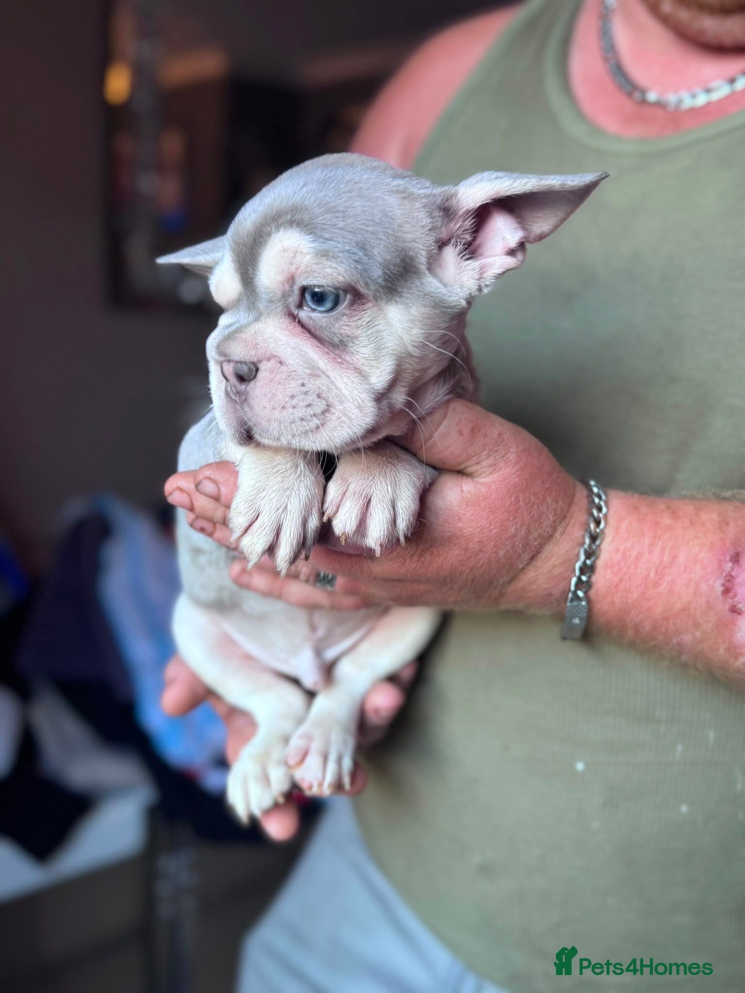 French Bulldog dogs French bulldog puppies  - Advert 16