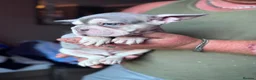 French Bulldog dogs for sale: French bulldog puppies  - Advert 2