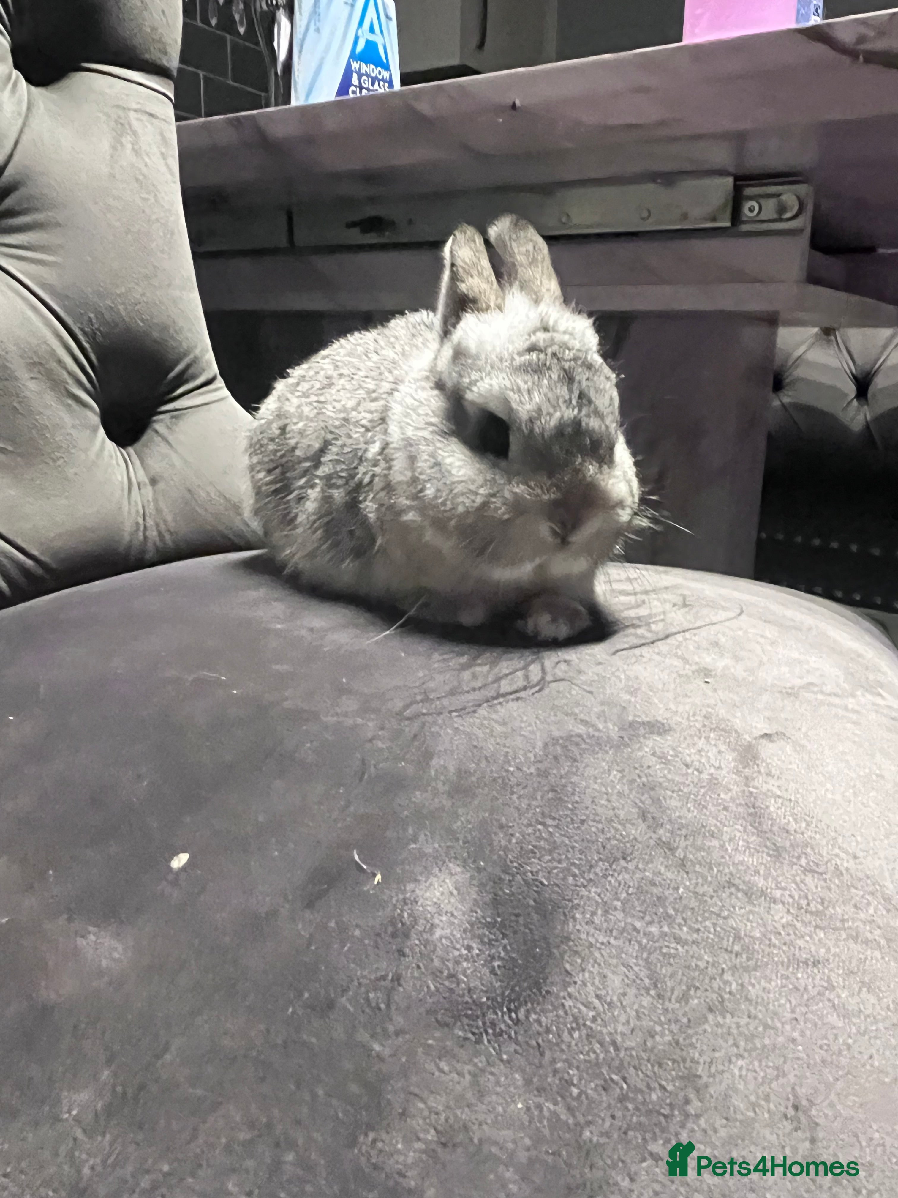 Netherland Dwarf rabbits Chinchilla Newlands dawlf baby - Advert 1