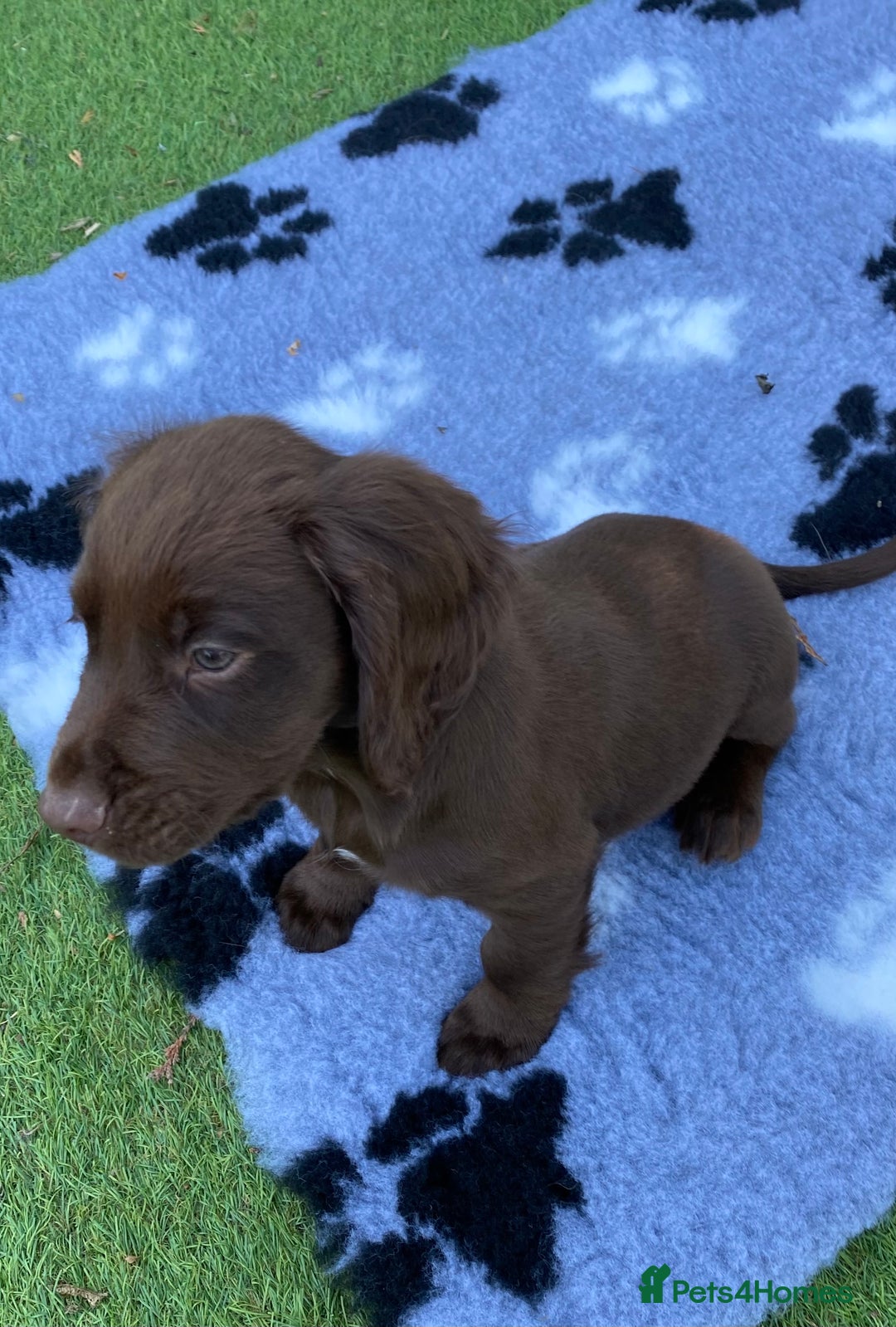 Cocker Spaniel dogs for sale: Health Tested Working Cocker Pups - Image 5