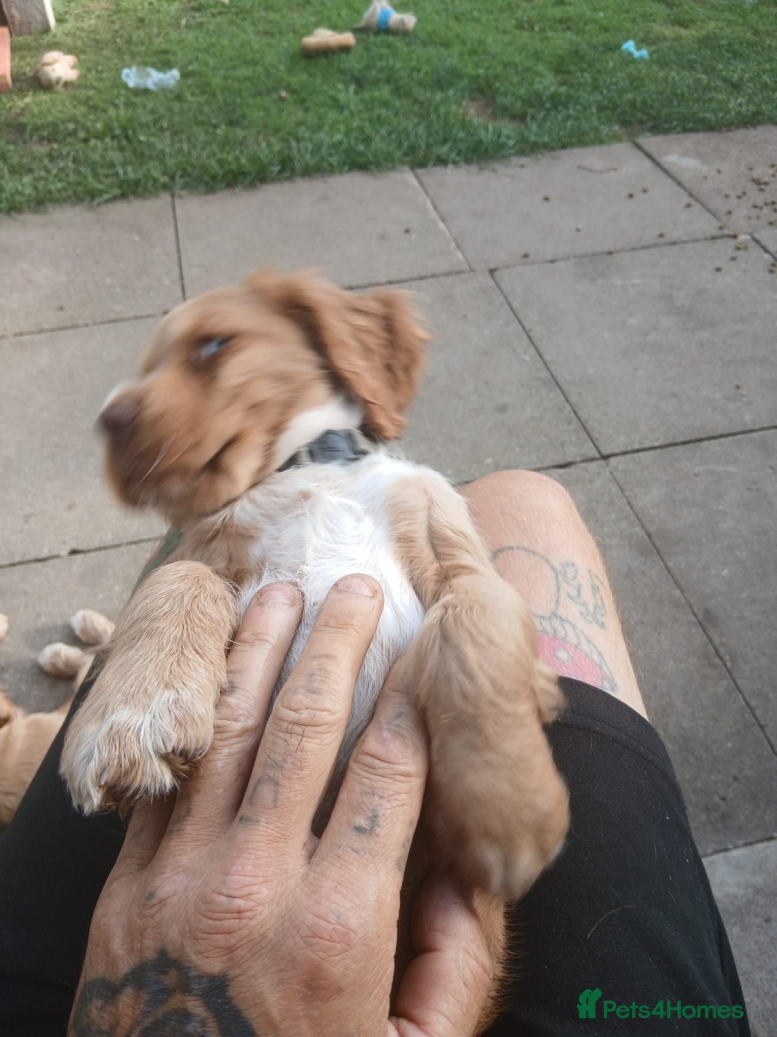 Cocker Spaniel dogs Cocker spaneil puppies ready now  - Advert 2