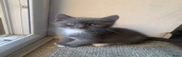 British Shorthair cats for sale: BSH colourpoint ready now  - Advert 2