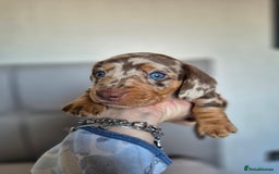 Dachshund dogs for sale: Miniature dachshund puppies PRA CLR - Image 23