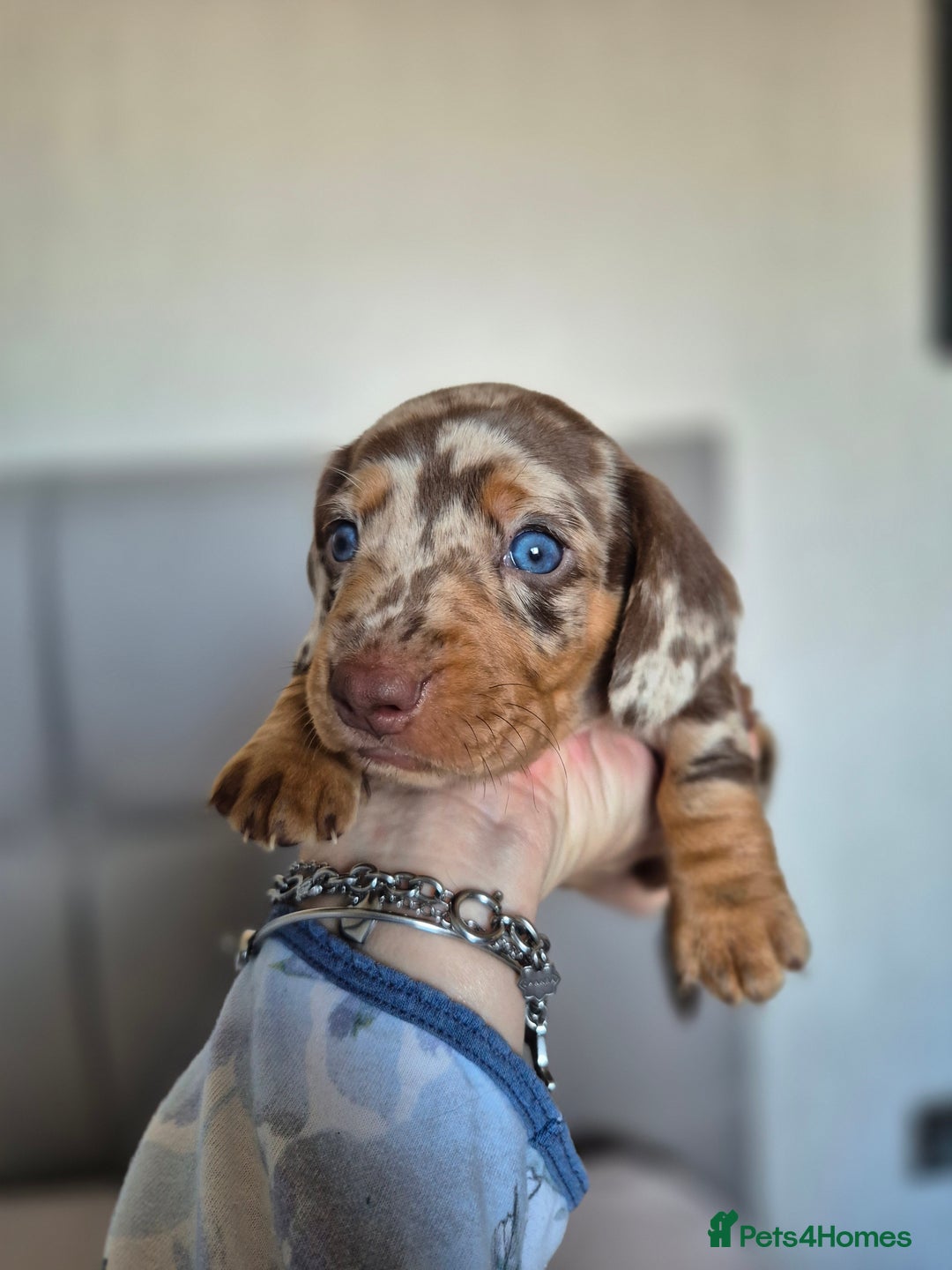 Dachshund dogs for sale: Miniature dachshund puppies PRA CLR - Image 23