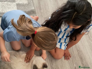 Ragdoll cats Blue point ragdoll - Advert 2