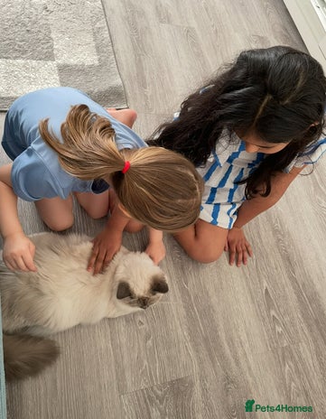 Ragdoll cats Blue point ragdoll - Advert 6